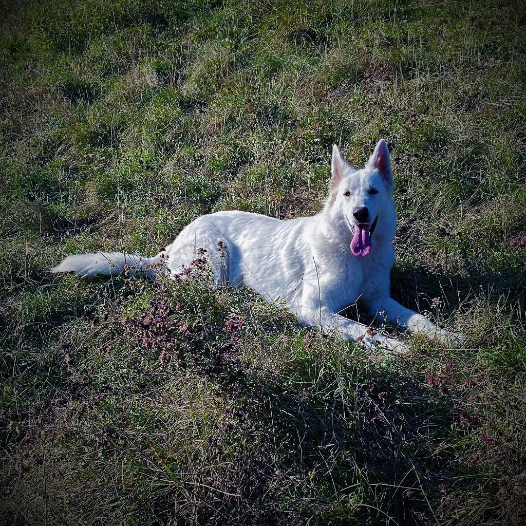 T'es mia Des Loups Ariegeois