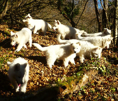 d'Antras du Biros - Berger Blanc Suisse - Portée née le 21/10/2023