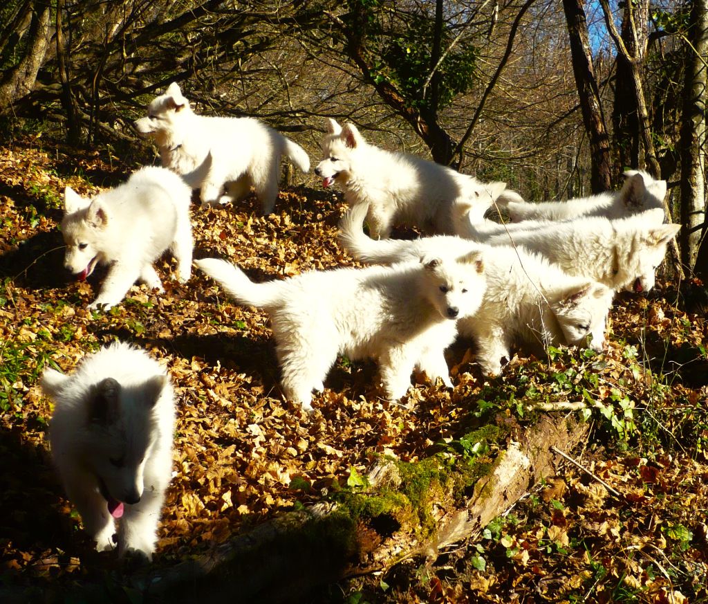 Chiot Berger Blanc Suisse d'Antras du Biros