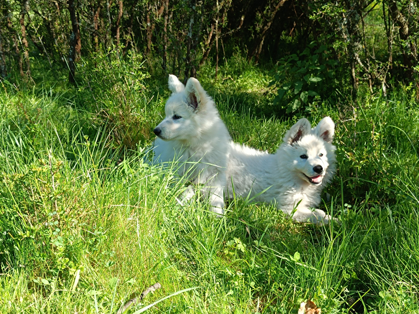 Chiot Berger Blanc Suisse d'Antras du Biros